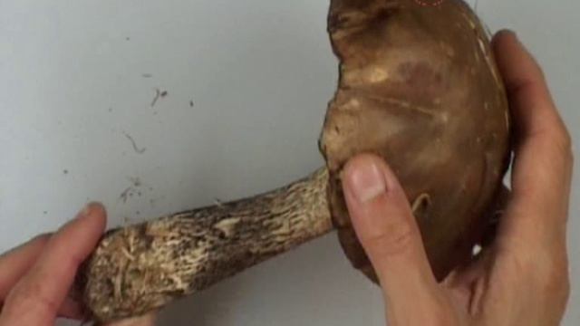 leccinum scabrum смотреть онлайн