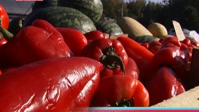 С 20 августа начнет работу ярмарка «Дары осени-2016» смотреть онлайн