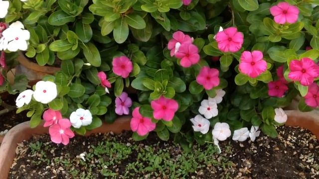 Чем заменить петунию !!! ЛУЧШИЙ ОДНОЛЕТНИК ДЛЯ ЖАРКОГО ЛЕТА.. Катарантусу жара нипочём смотреть онлайн