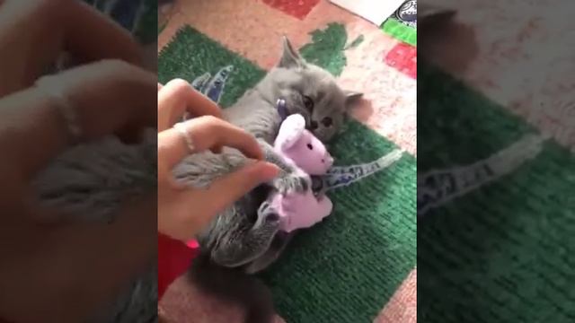 Агрессивный кот смотреть онлайн