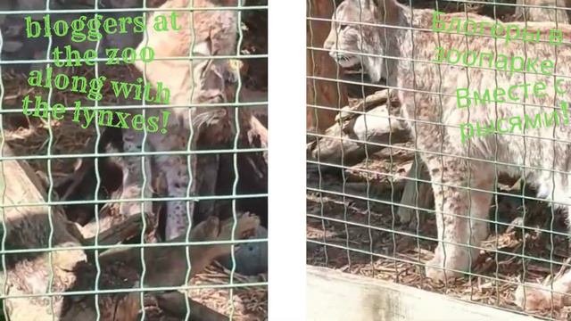 @71vsk_BloggerUp. Блогеры и рыси / Bloggers and Lynxes смотреть онлайн