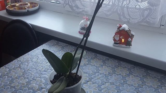 Как спасти орхидею / почему гибнет орхидея смотреть онлайн