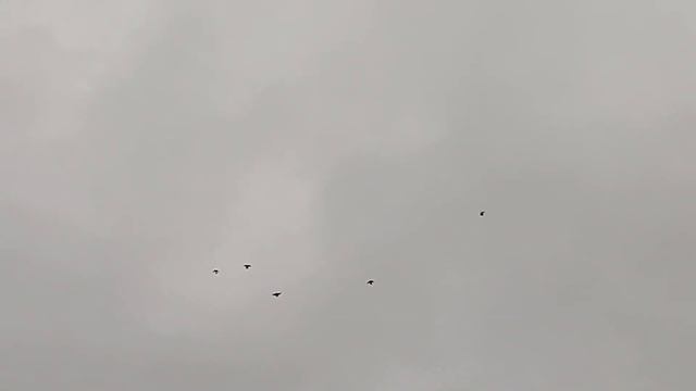 Николаевские голуби Драганова Виталия. смотреть онлайн