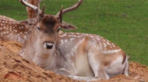 ЛЕСНЫЕ ЖИВОТНЫЕ для детей - развивающие мультики про животных