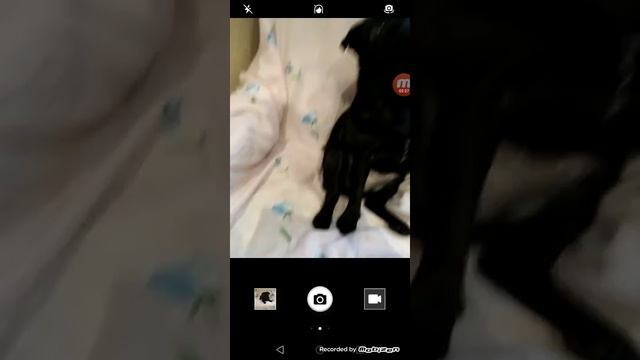 Как сделать красивую фотографию своей собаки| |фото-мастеры| смотреть онлайн