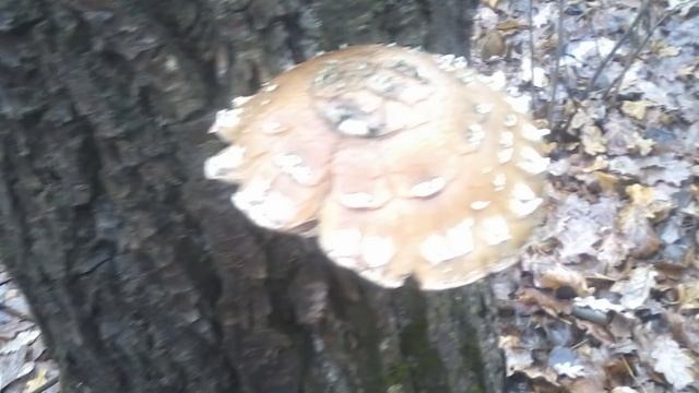 13 ноября-СПИРИДОНОВ ДЕНЬ.Что делать,чтобы прожить долгую жизнь.Народные приметы. смотреть онлайн