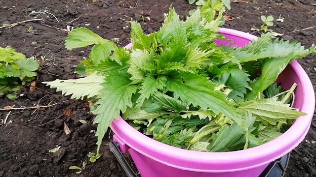 ГОТОВЛЮ ЧУДО ПОДКОРМКУ ДЛЯ КЛУБНИКИ.ВЕСЕННЯЯ ПОДКОРМКА ВО ВРЕМЯ БУТОНИЗАЦИИ.САМЫЙ ПОЛЕЗНЫЙ РЕЦЕПТ . смотреть онлайн