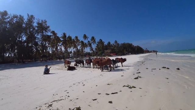 Занзибар. Часть 2. Фермы Джамбиани, пляж в Паже, экскурсия Супер Занзи. смотреть онлайн