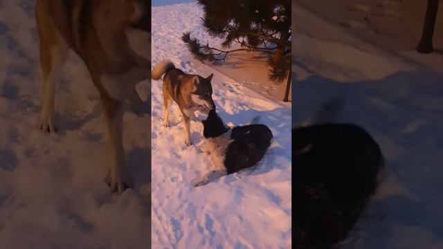 Карельская медвежья собака и зсл смотреть онлайн