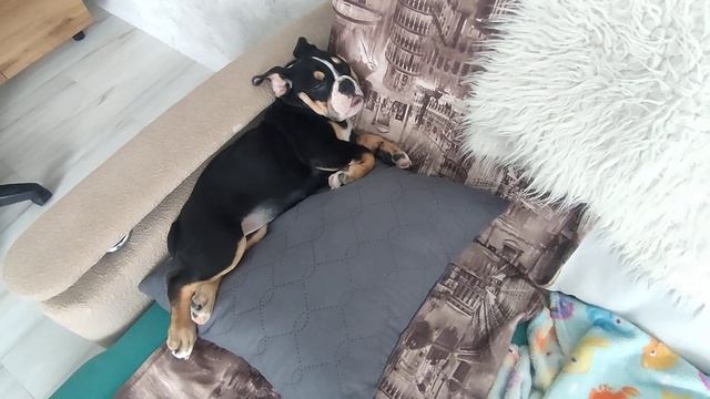 Сон бульдога                    # спящий бульдог            # не будите спящего бульдога?