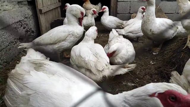 ЭТИ УТКИ БОЛЬШЕ ГУСЕЙ! СЕЛЕЗНИ ГИГАНТЫ ПО 15 КГ. ОБЗОР НАШЕГО ХОЗЯЙСТВА. ЕДИМ В ГОСТИ, снимаем куре смотреть онлайн