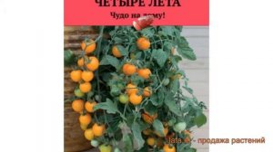 Томат обыкновенный Золотая гроздь (zolotaya grozd) ? обзор: как сажать, семена томата Золотая грозд
