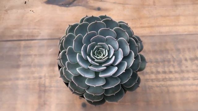Echeveria Wavellite смотреть онлайн
