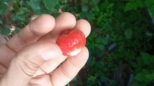 КЛУБНИКА ЗЕНГА-ЗЕНГАНА, первая проба