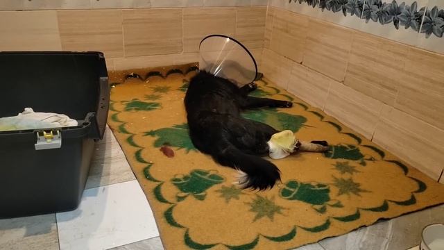 Спасаем лапу мужественного Чипа. Верновцы - помощь животным смотреть онлайн