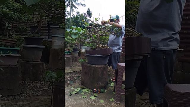 Trimming my Hibiscus bonsai materials смотреть онлайн