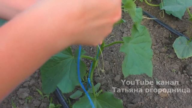 Делаю ТАК с Огурцами и не жалею – собираю вёдрами! Уход после посадки. смотреть онлайн