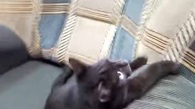 Кот балбес смотреть онлайн