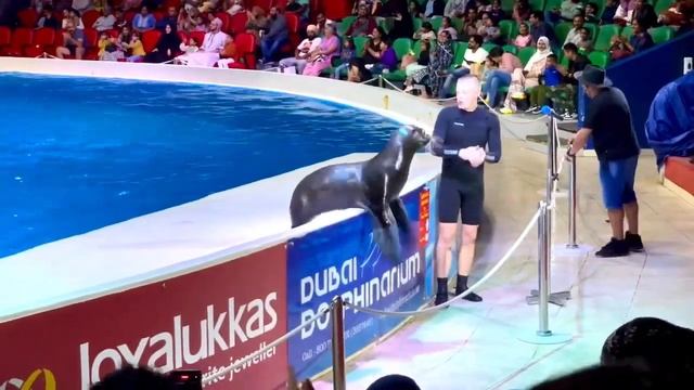 Дельфинариум Дубай 2023 смотреть онлайн