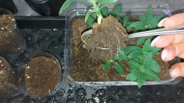 Рассада вербены. Как ухаживаю и пикирую. смотреть онлайн
