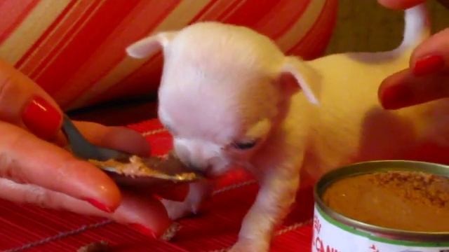 Май.2014. мини мышка чихуахуа.щенку месяц-девочка вес 230гр смотреть онлайн