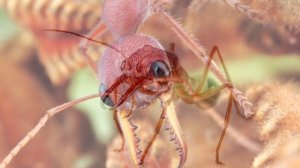 5 САМЫХ ОПАСНЕЙШИХ МУРАВЬЕВ В МИРЕ