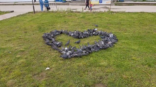 Сердечко из голубей город Эжва ♥️ 4 часть ( 11 июня 2023 ) смотреть онлайн