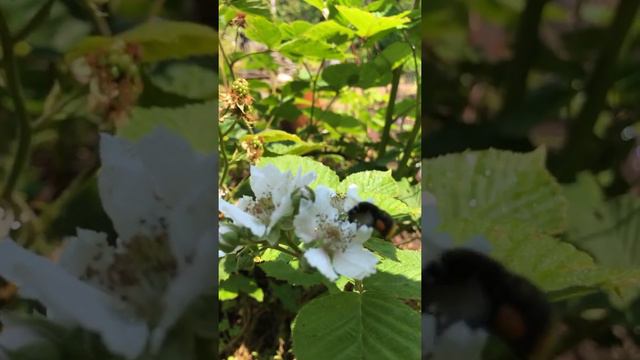 Blackberry And Bee