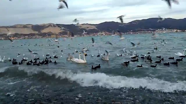 Лебеди около берега. Черное море. Новороссийск. смотреть онлайн