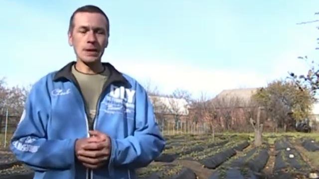 Выращивание клубники на участке смотреть онлайн