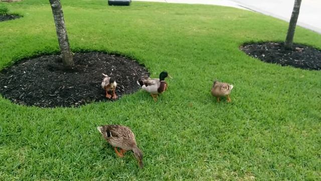 Duckpocalypse has begun смотреть онлайн