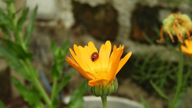 Божья коровка на цветке смотреть онлайн