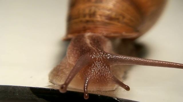 Snail (Gastropoda) - Macro HD смотреть онлайн