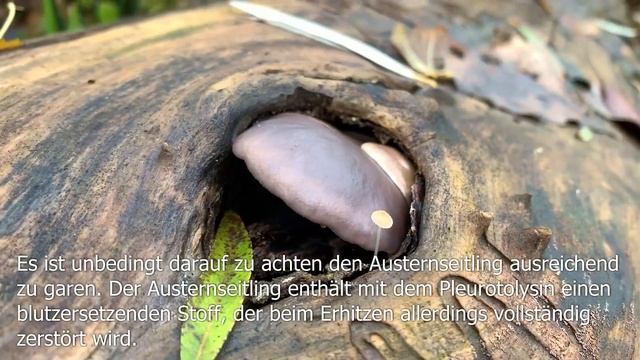 Austernseitling, Pleurotus Ostreatus | + Vergleich Muschelseitling, Sarcomyxa Serotinus | + Rezept