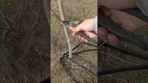 Обрезка годовалого саженца персика.