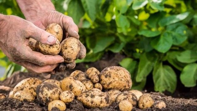 Сорт Картошки Адретта смотреть онлайн