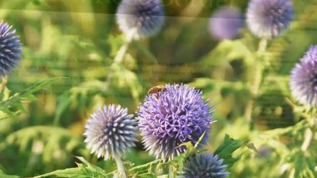 Regent Park flora and fauna, London смотреть онлайн
