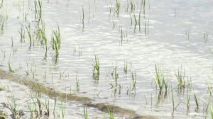 Армянская свадьба. Видеосъемка Волгоград. 89061680953