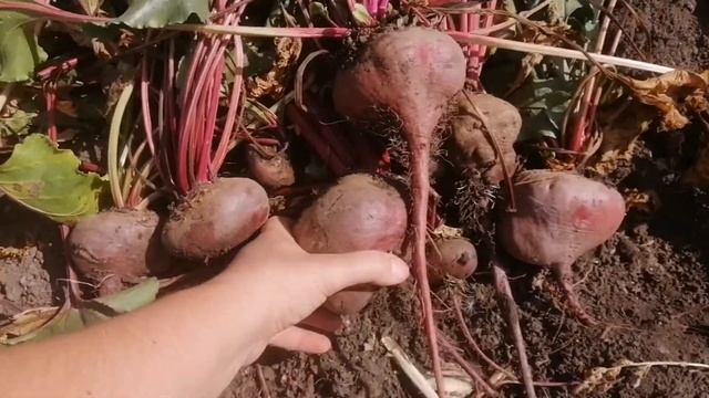 Обзор свеклы сорта Дий и Египетской плоской смотреть онлайн