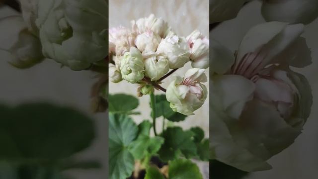 Prince Gustav Pelargonium