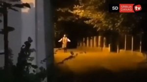 СЕРБСКАЯ ЛЕДИ – ВСЯ ИНФА