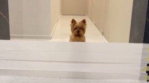 Собака VS Стена из ТУАЛЕТНОЙ БУМАГИ. Новый челлендж