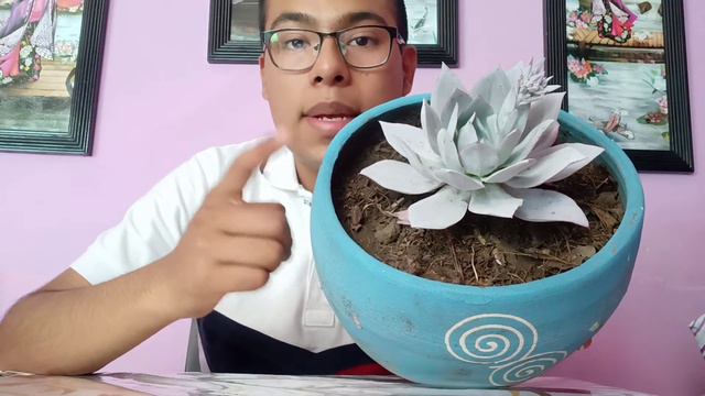 Cuidados de Echeveria Cante 😁 смотреть онлайн
