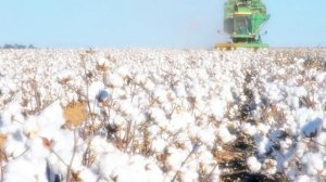 Туш табири - Тушда пахта куриш