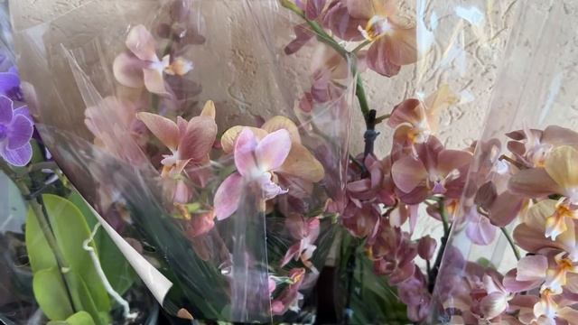 Сортовые орхидеи в Экофлоре! Бронзовый Будда, Фантом, Рауль, Монро, Мастерпис, Сого Релекс, Ванды . смотреть онлайн