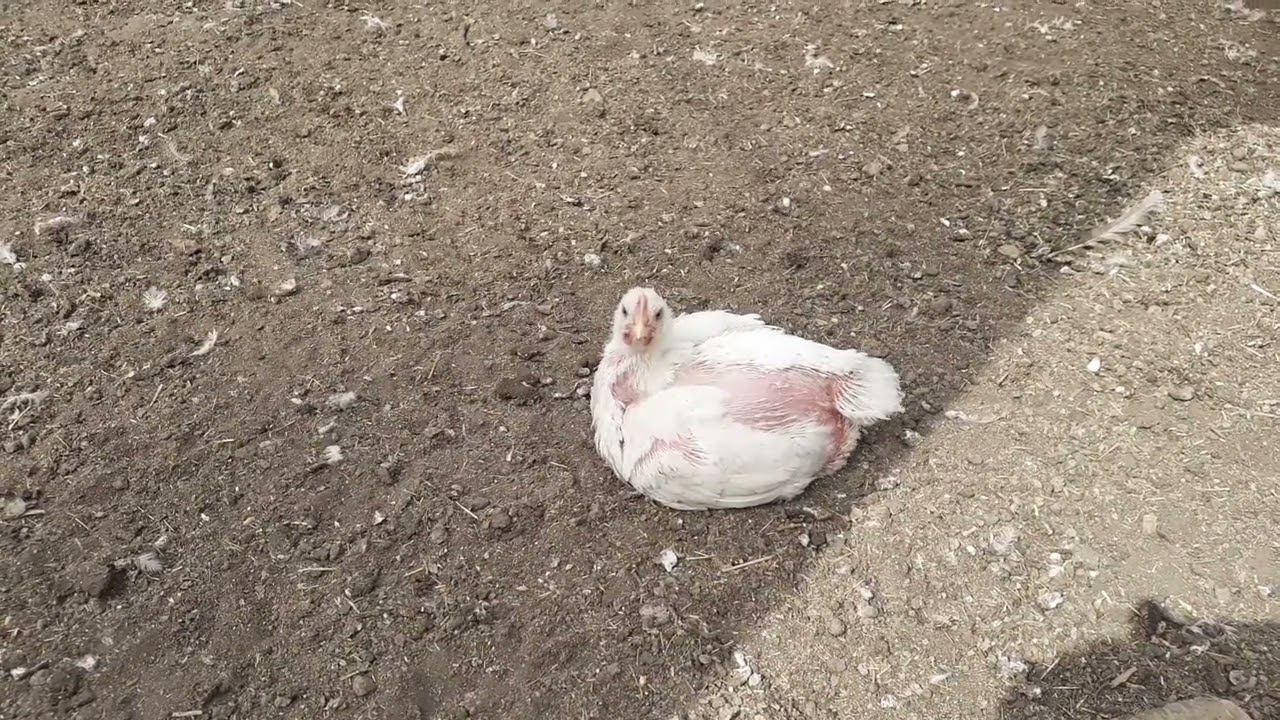 Бройлеру двадцать пять дней....растём и набираем вес.... смотреть онлайн