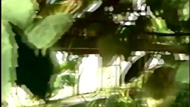 Тетрастигма смотреть онлайн