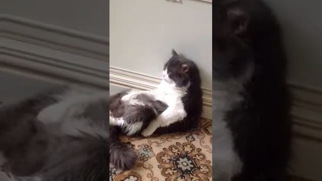 Бантик приводит в себя в порядок смотреть онлайн