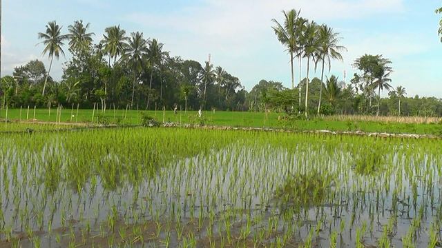 INDONESIA resort Rumah Kita, Kalibaru, Java (hd-video) смотреть онлайн