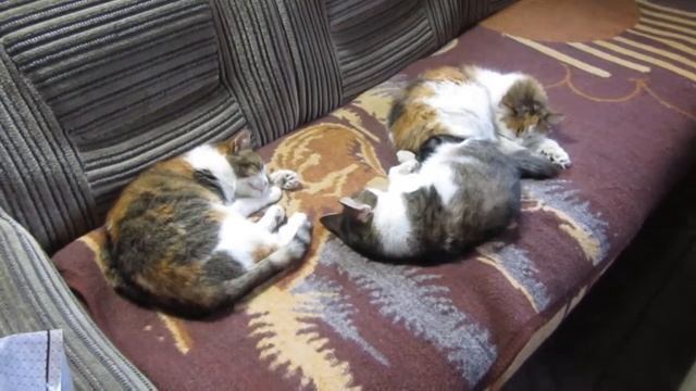 Должны ли кошки гулять на улице? Кошкам нужен свежий воздух смотреть онлайн